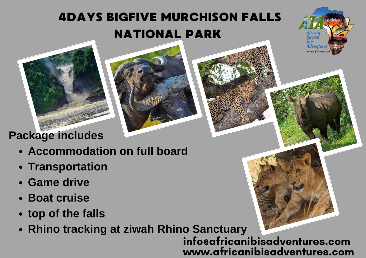 African Ibis Adventures