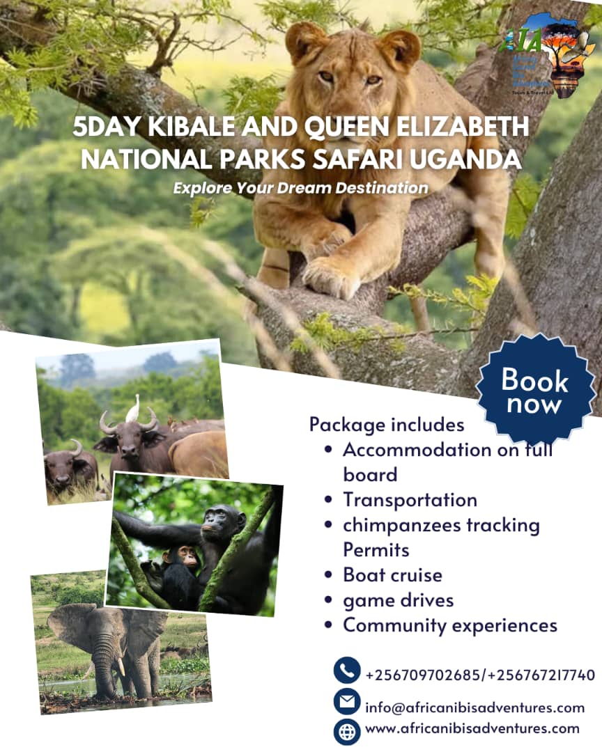 Lion in tree - 5 Day Kibale and Queen Elizabeth National Parks Safari Uganda