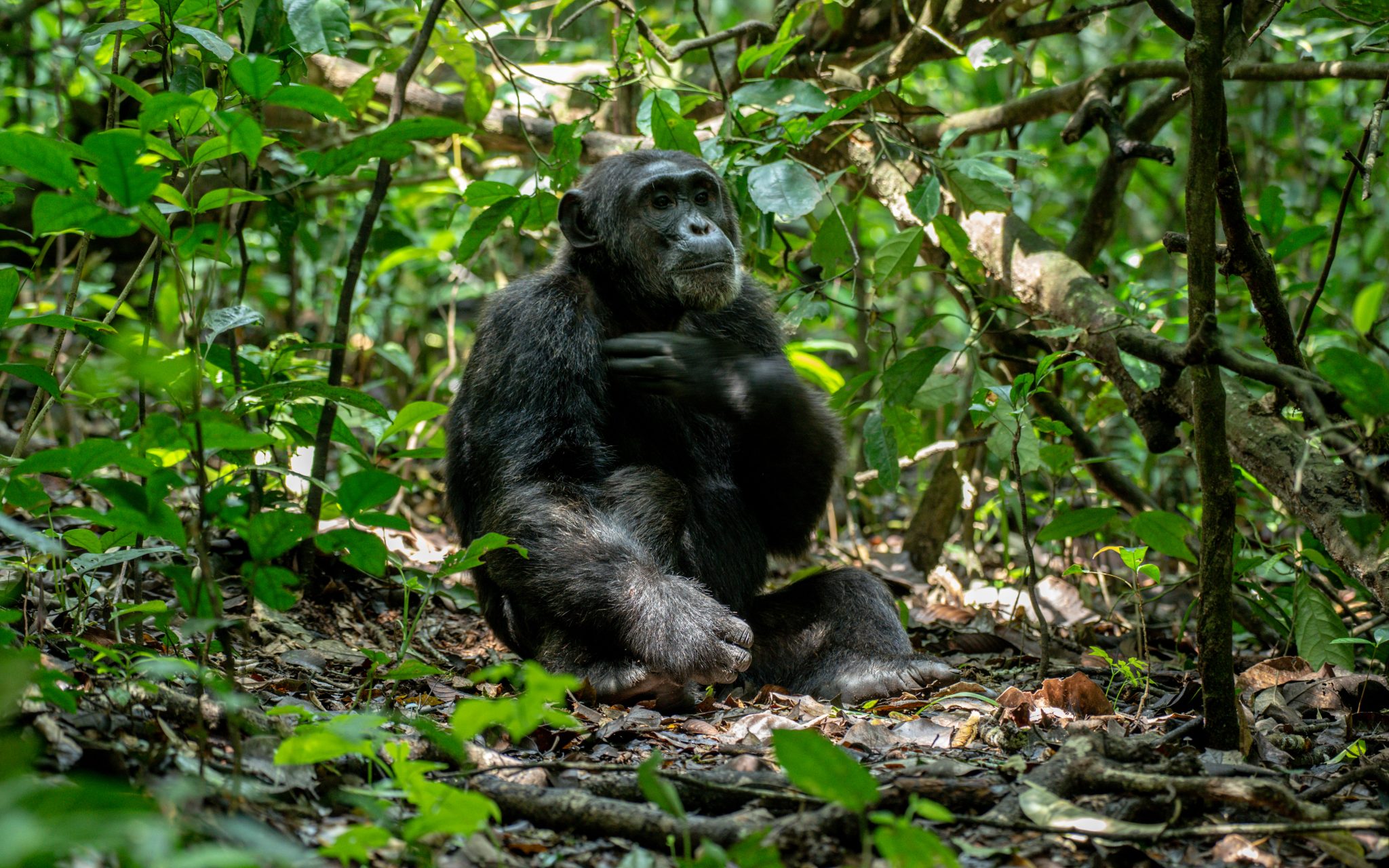 Gorilla trekking in Uganda
