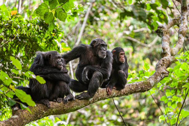 Discover Uganda's Wildlife Wonders: Exclusive Safari Packages from African Ibisa Adventures (January-June 2026 Specials)