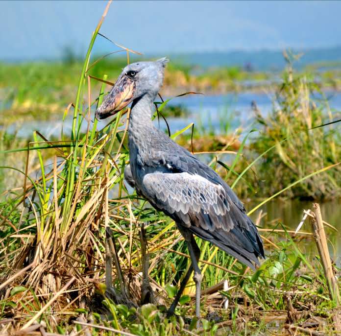 Best Places for Birdwatching in Uganda