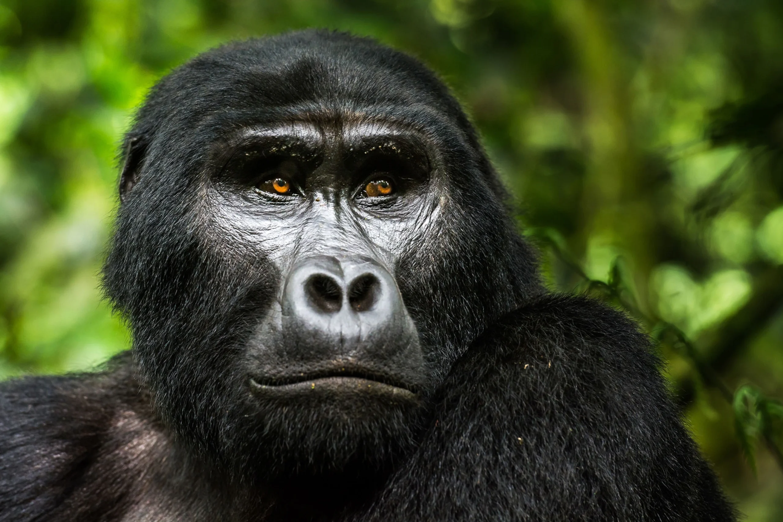 How Much Are Gorilla Permits in Uganda? 2025–2026 Prices & Guide