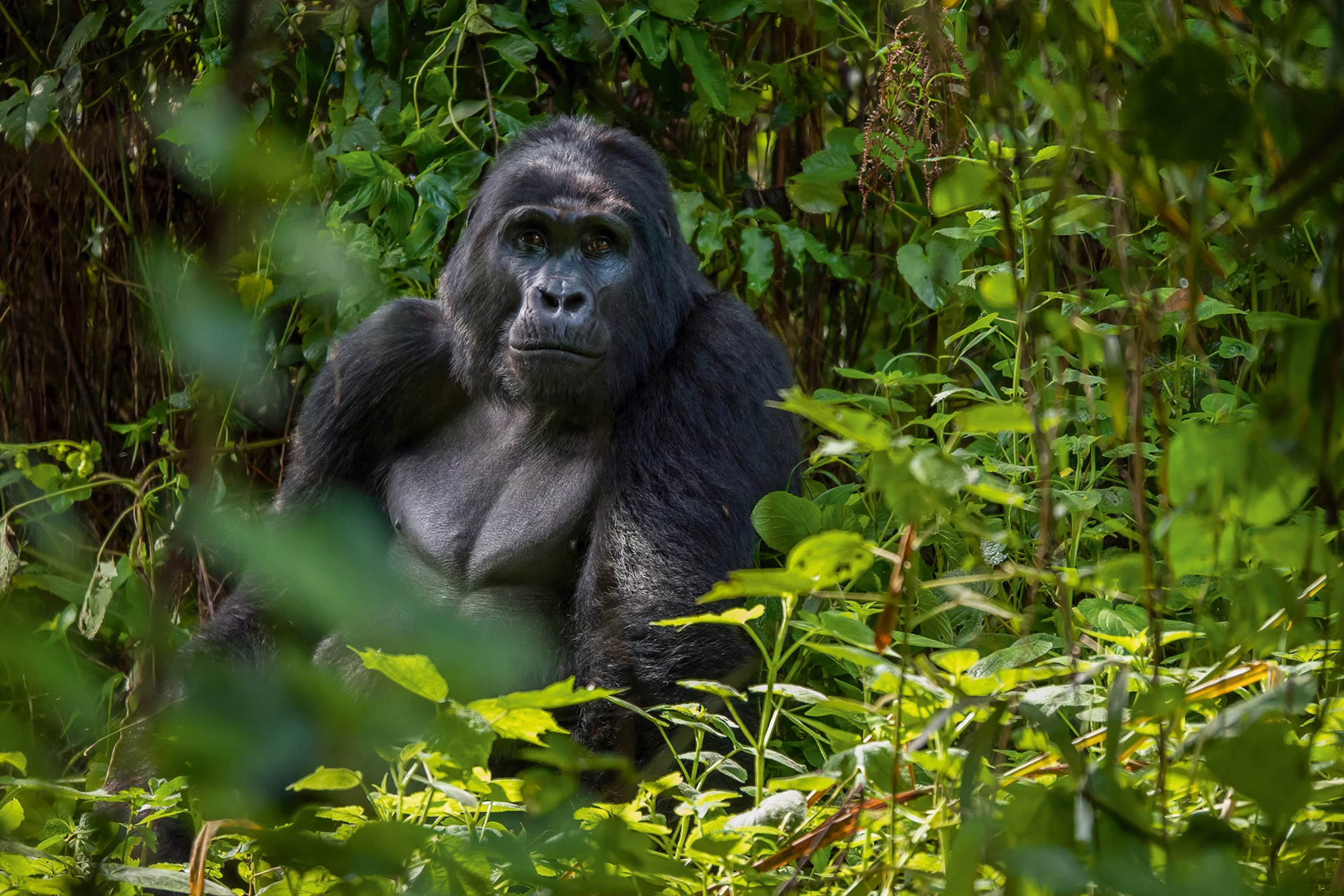 3-Day Gorilla Trekking Safari in Bwindi Impenetrable National Park Uganda 2026 – Special Offer at $1,970