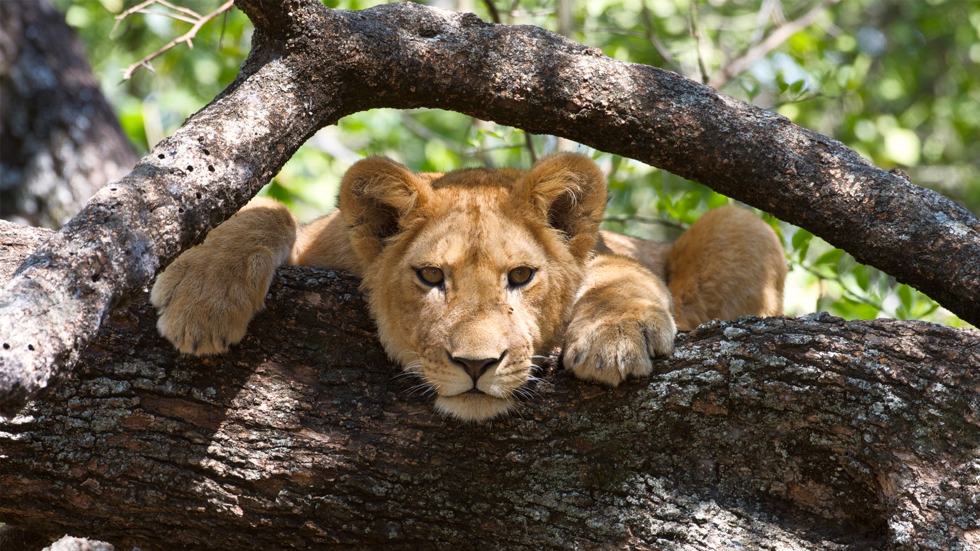 5-Day Kibale & Queen Elizabeth National Parks Safari Uganda