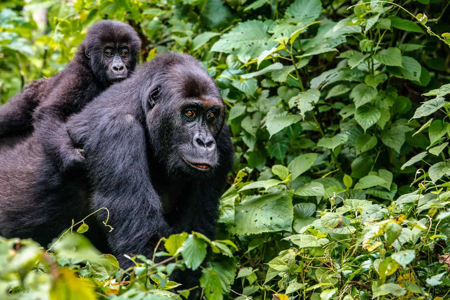 Best Gorilla Trekking Companies in Uganda (2025–2026 Guide)