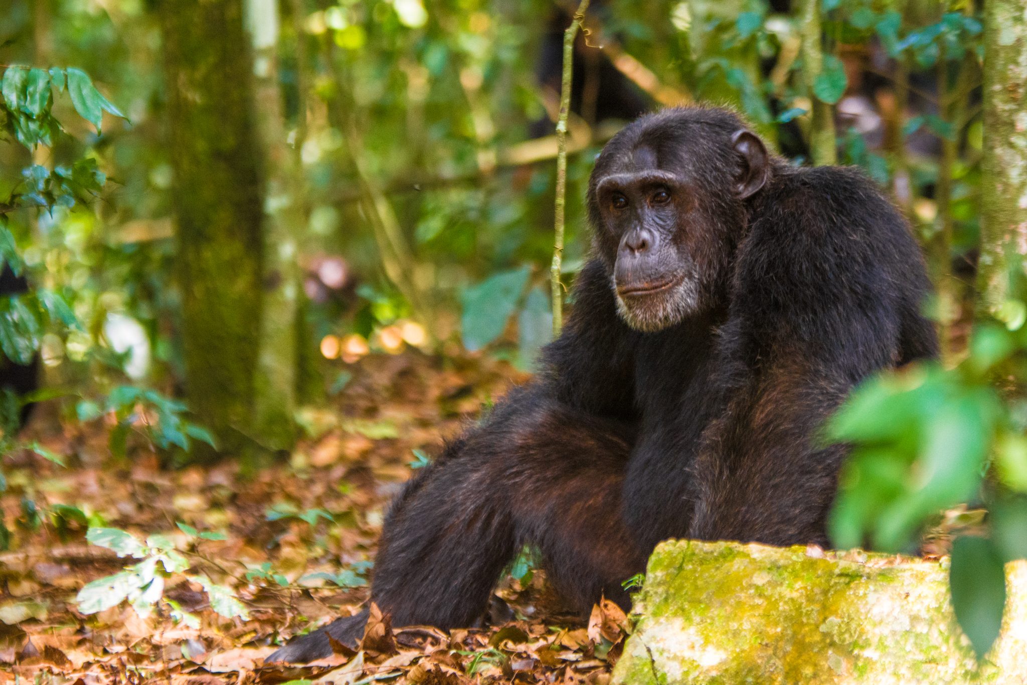 Chimpanzee tracking in Uganda