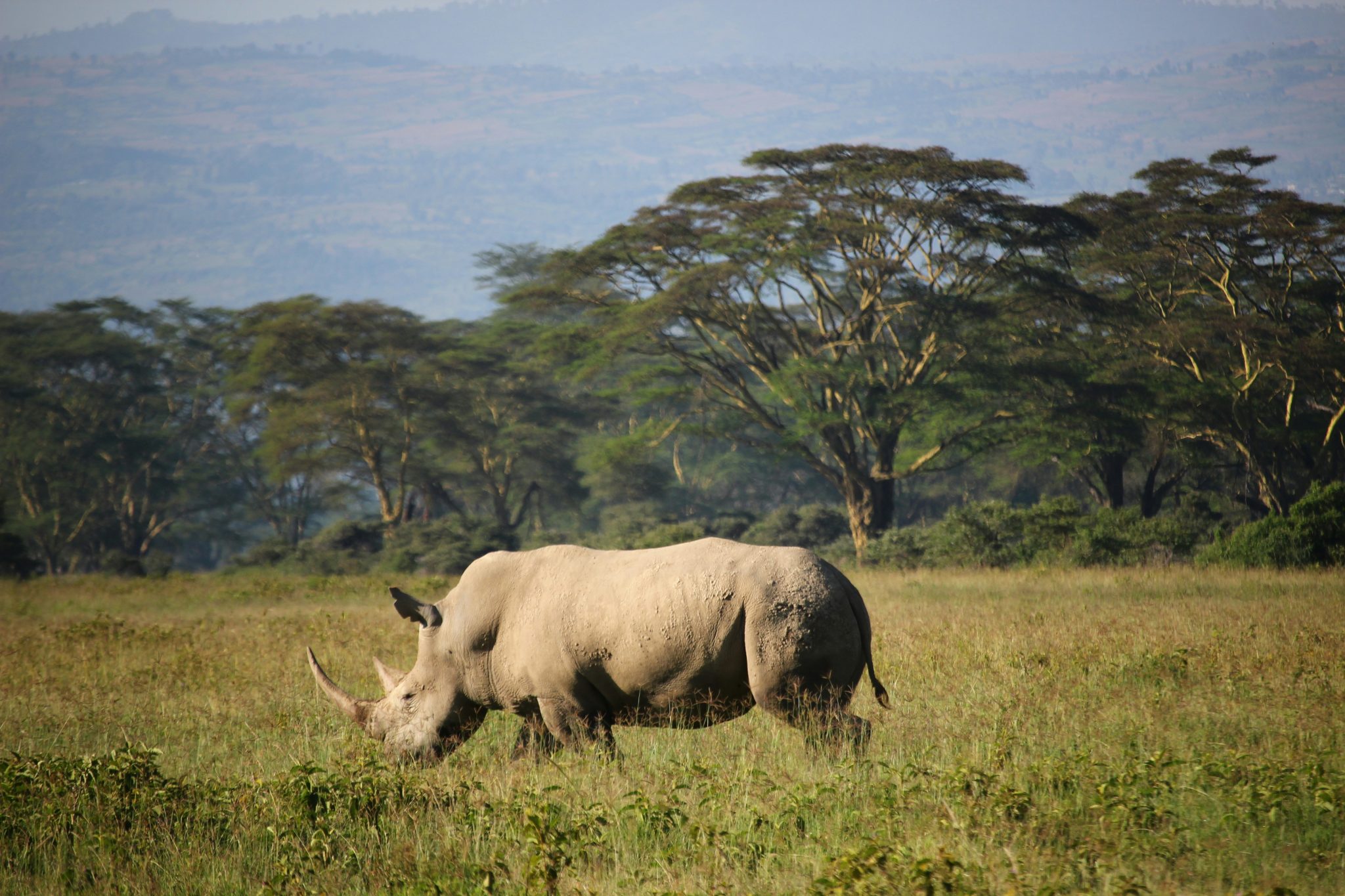Rhino tracking in Uganda