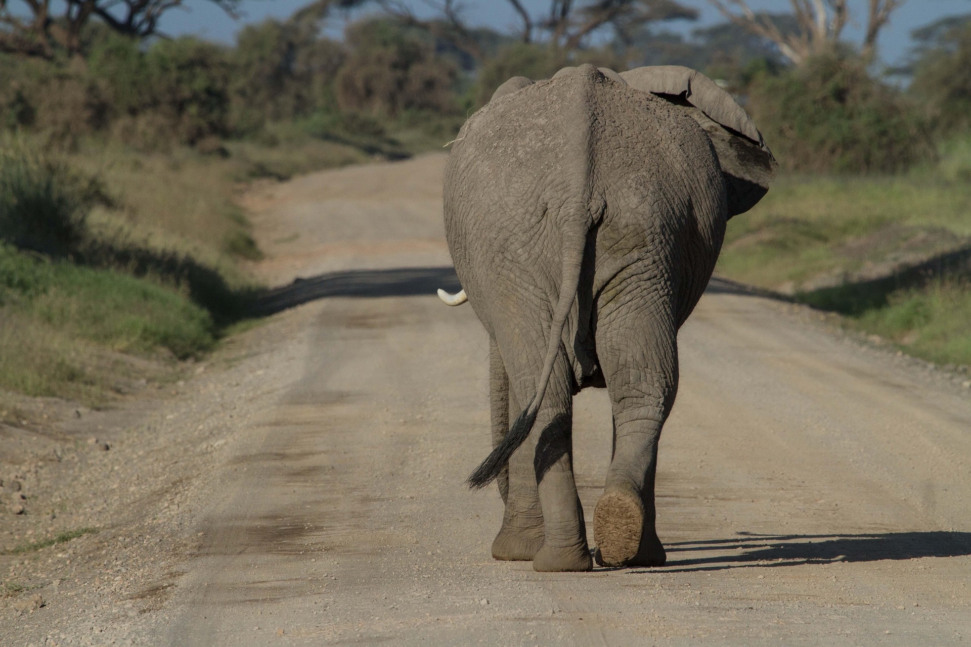 A Uganda wildlife safari