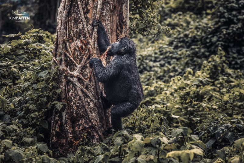 When is the best time visiting Uganda