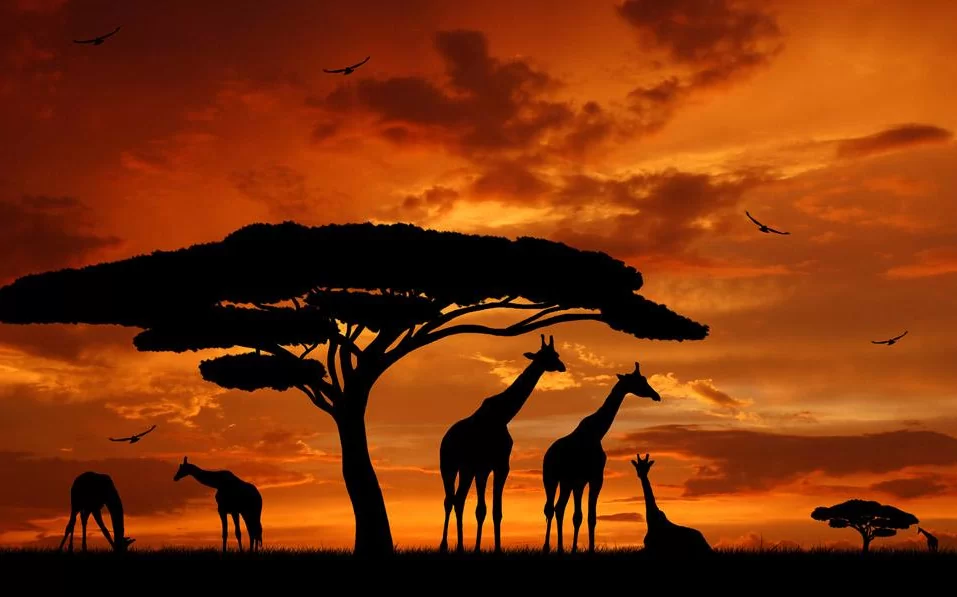 How to choose the perfect Safari Package