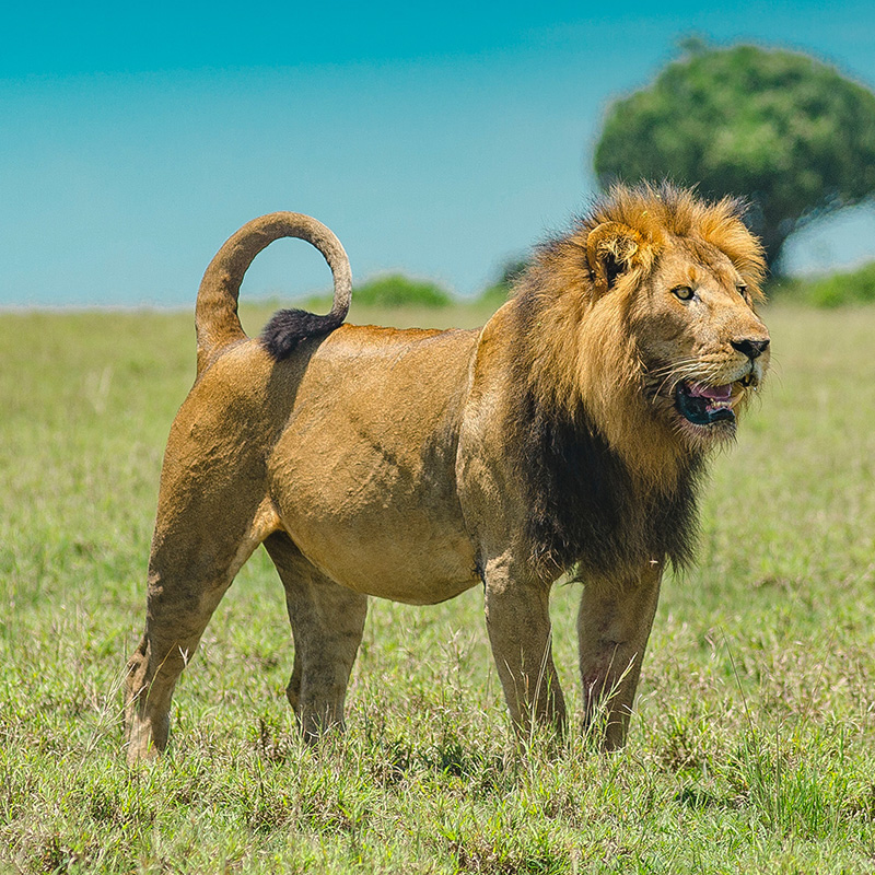 The Big Five