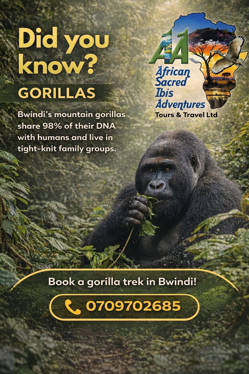 Chimpanzee Trekking in Uganda – A Wild Encounter Like No Other