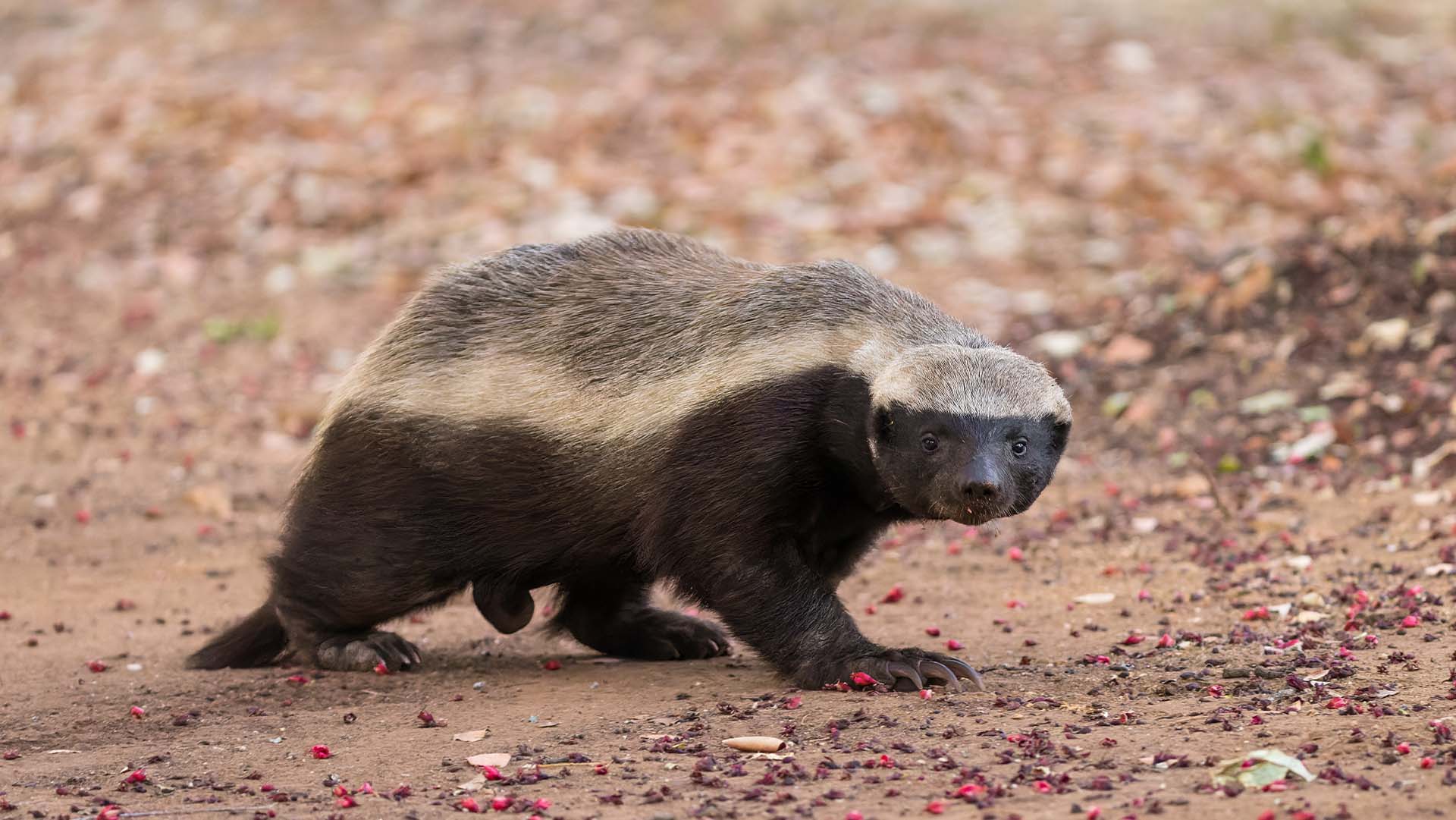Honey Badger Trekking in Uganda: Your Ultimate Guide to Spotting Africa's Fearless Predator at Murchison Falls and Pian Upe