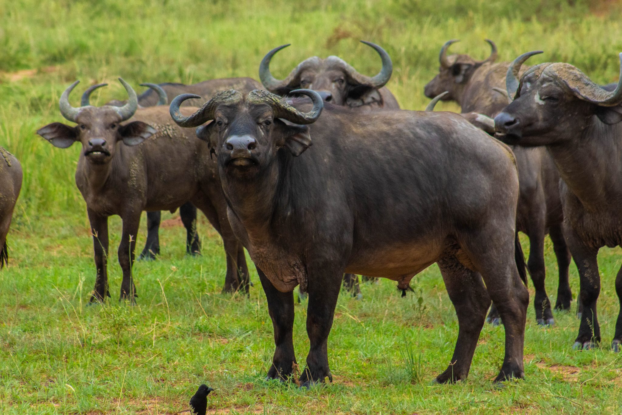 Uganda’s National Parks