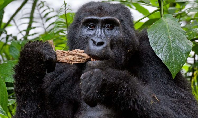 Best Uganda Safari Companies 2025–2026: From Gorillas to East Africa Wonders