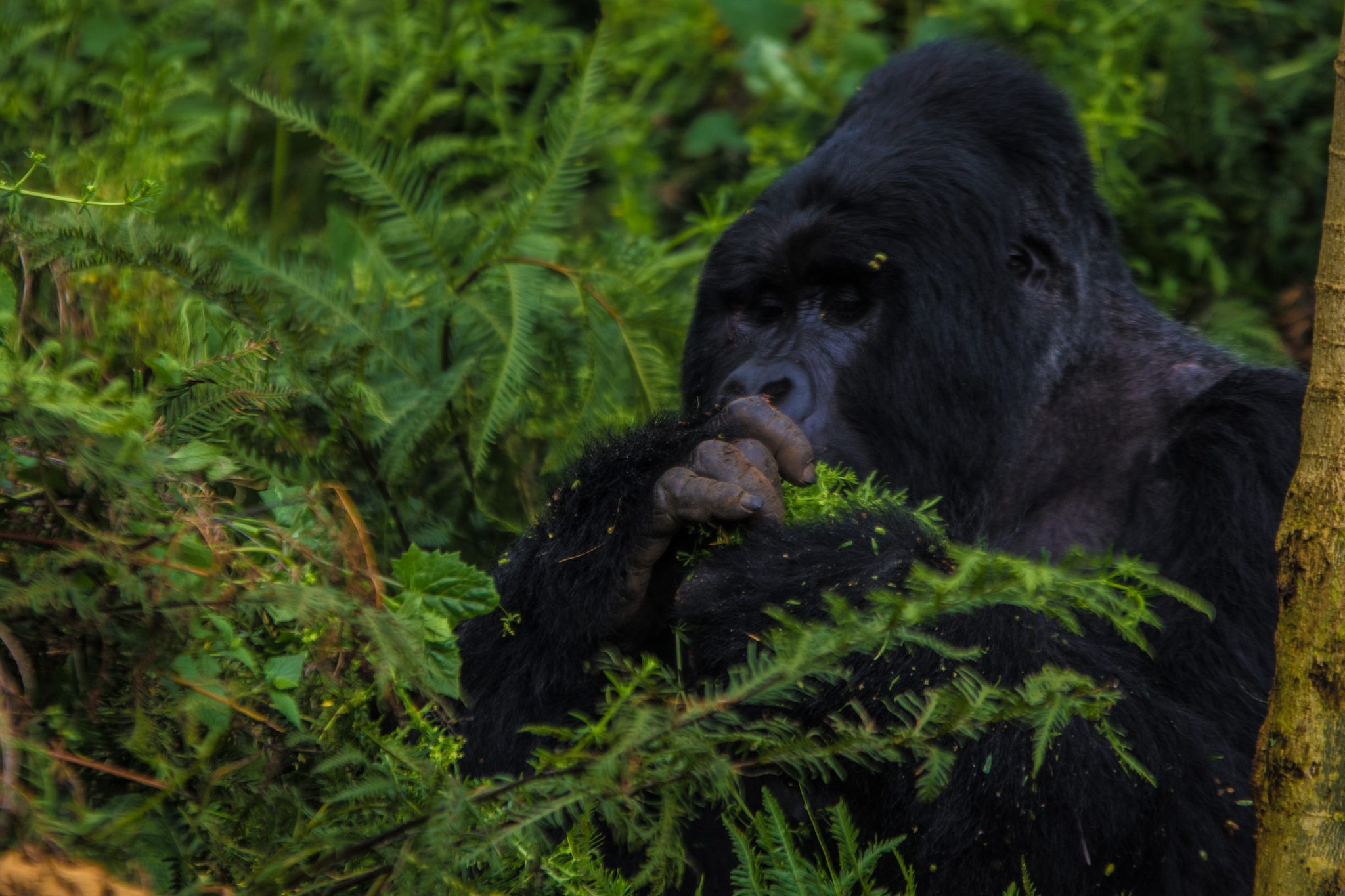 A gorilla safari in Uganda