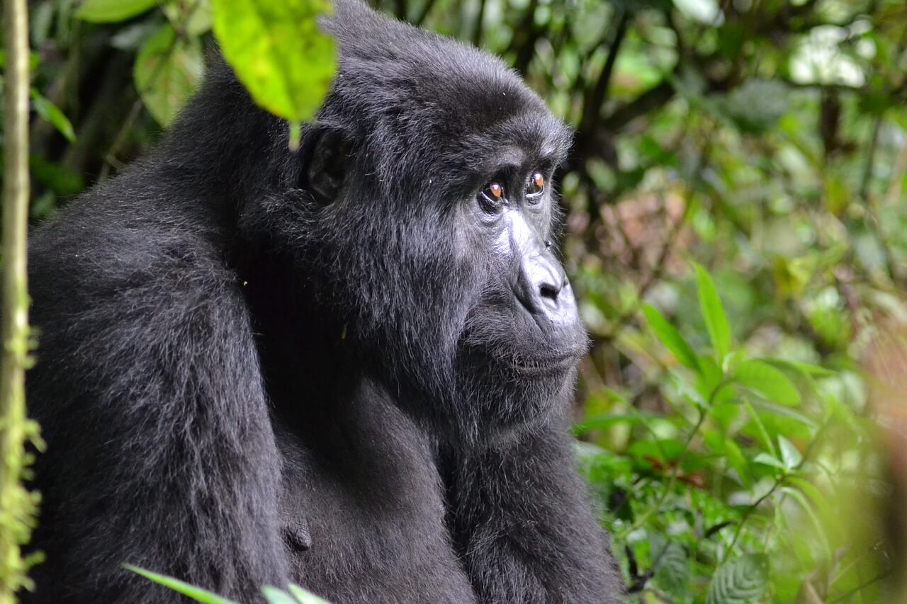 Kibale Forest National Park chimpanzee tracking Uganda