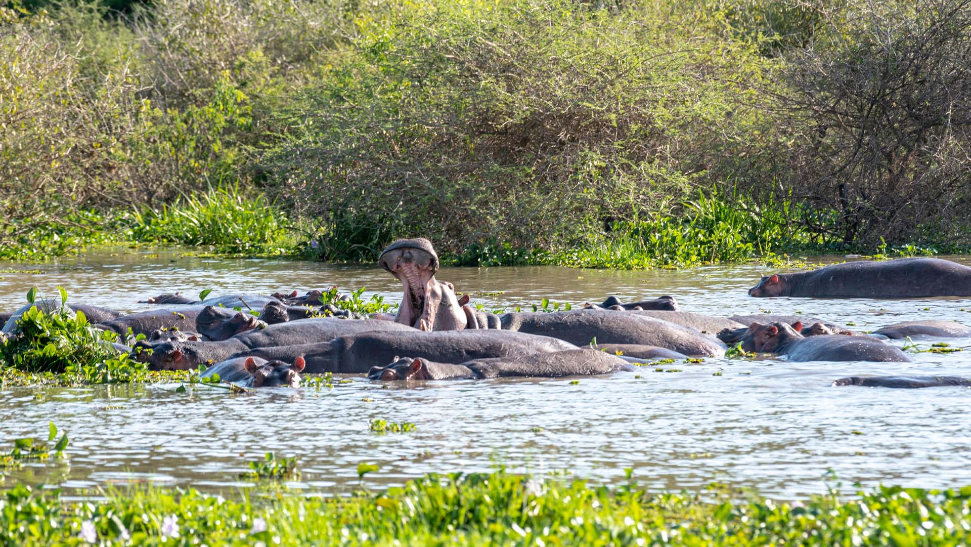 African Ibis Adventures